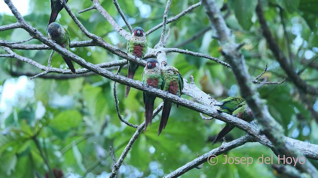 regnbueparakitt (caeruleiceps) (blåkroneparakitt) - ML532901671