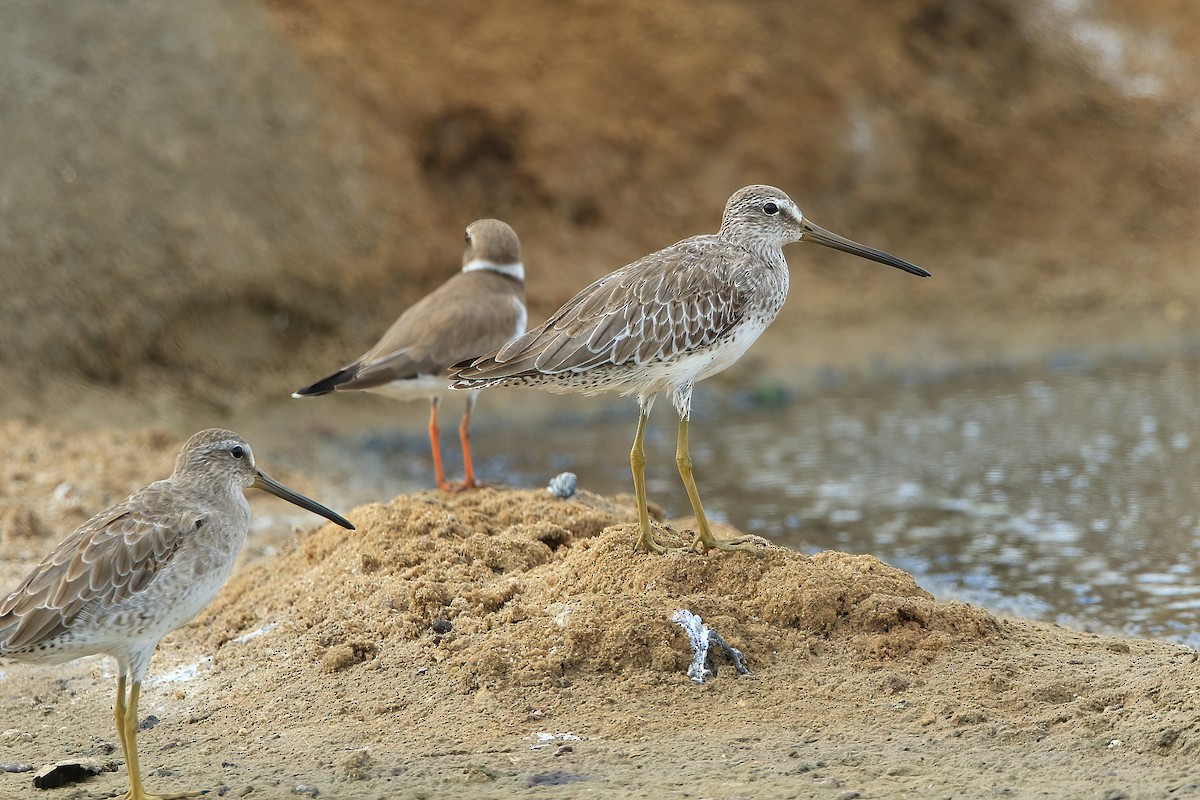 Willet - ML532901871