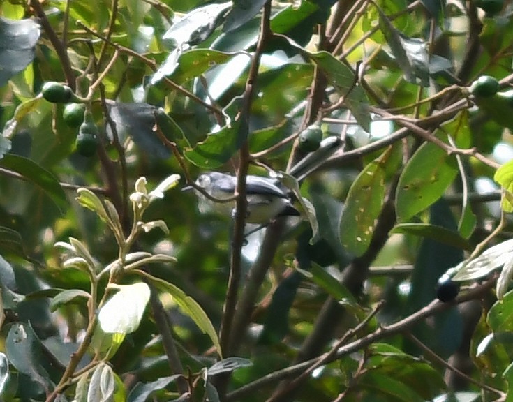 Creamy-bellied Gnatcatcher - Joshua Vandermeulen