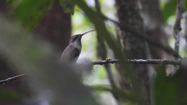 Great-billed Hermit - ML532902461