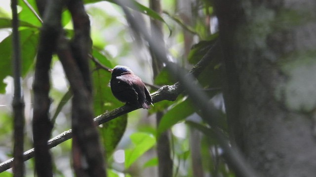 Manakin à tête bleue - ML532902661