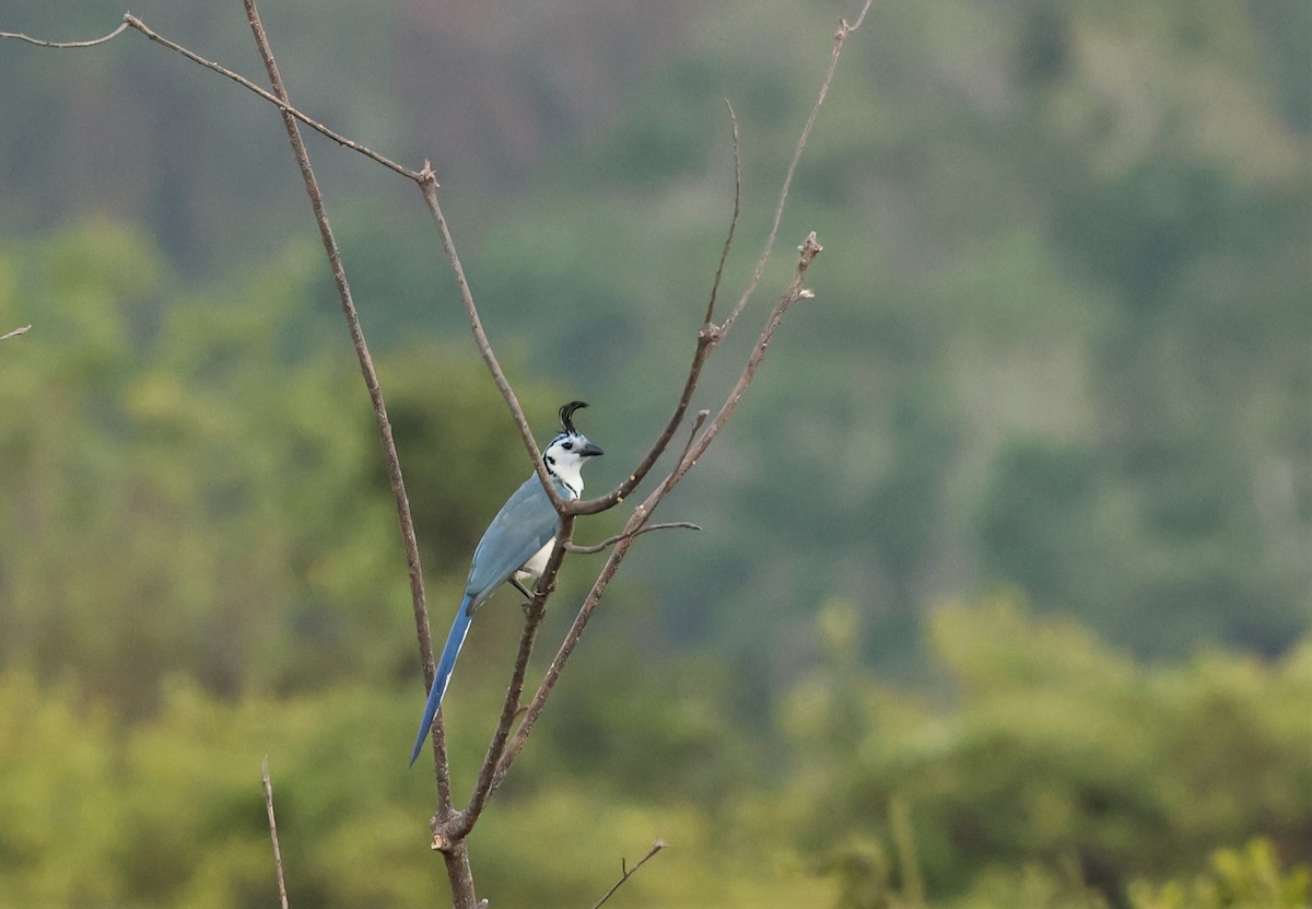 White-throated Magpie-Jay - ML532904921