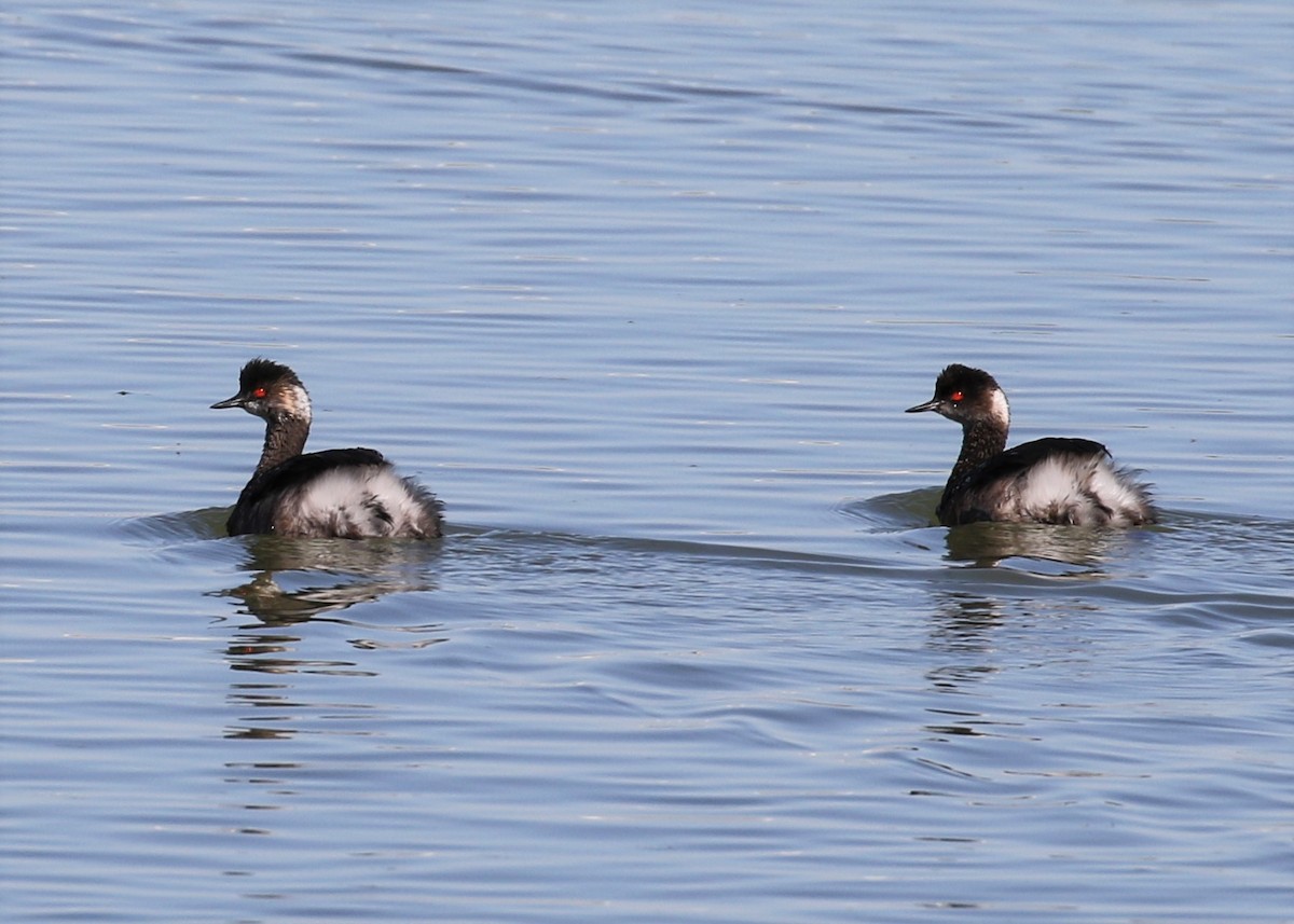 Eared Grebe - Laura Ellis