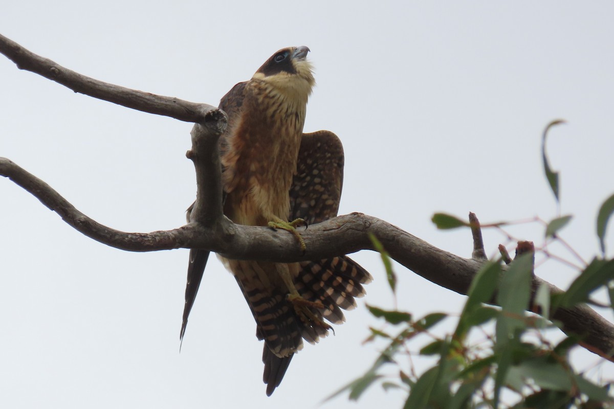 Alcotán Australiano - ML532906491