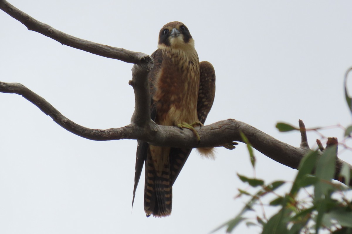 Alcotán Australiano - ML532906501