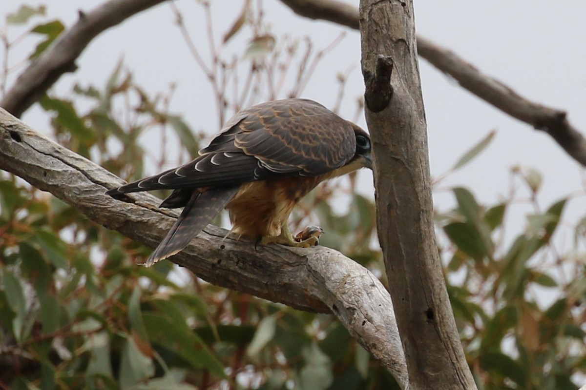 Alcotán Australiano - ML532906521