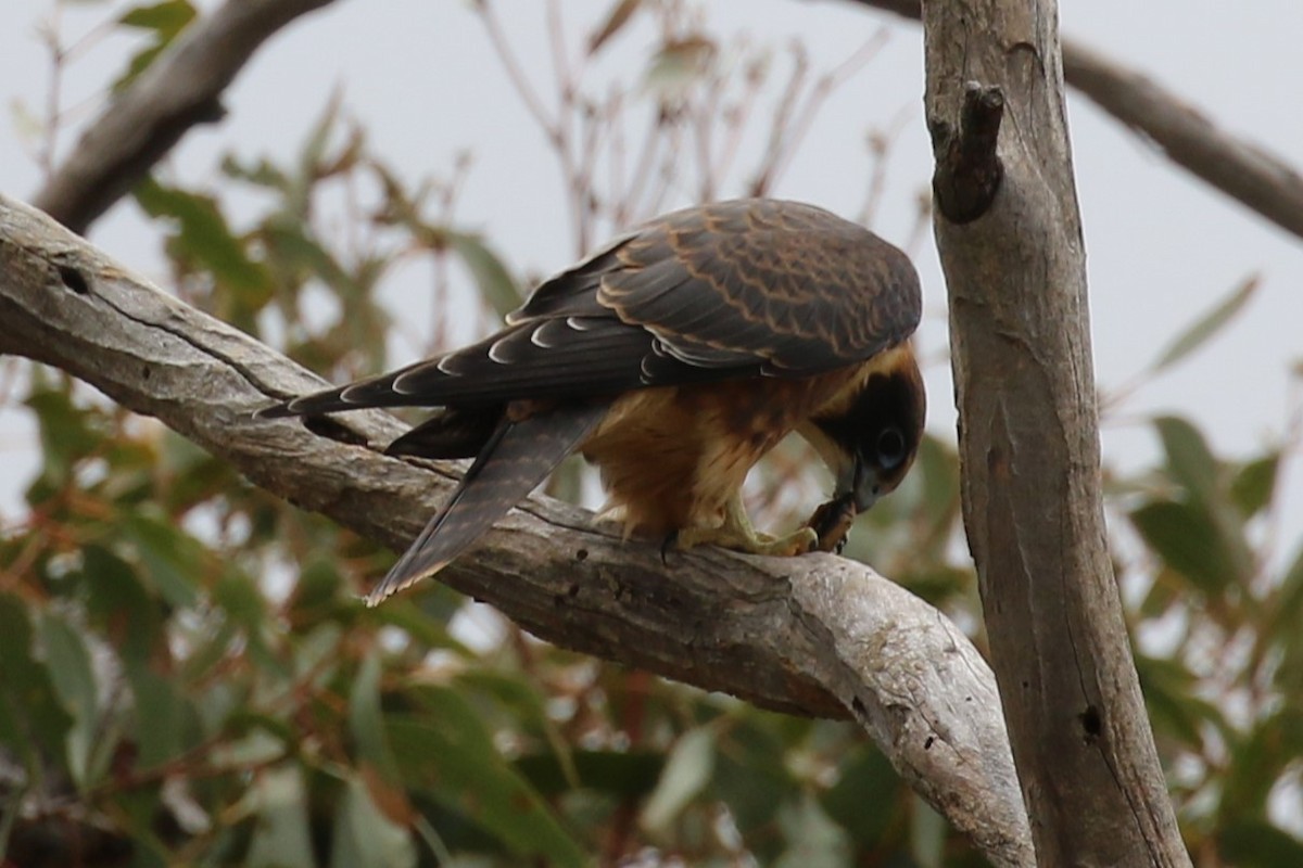 Alcotán Australiano - ML532906581