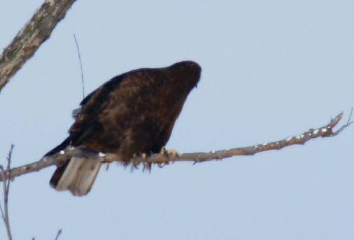 Red-tailed Hawk (calurus/abieticola) - ML532907541