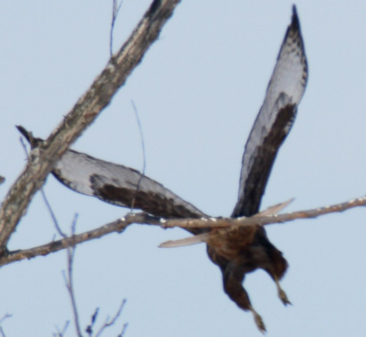 Red-tailed Hawk (calurus/abieticola) - ML532907611