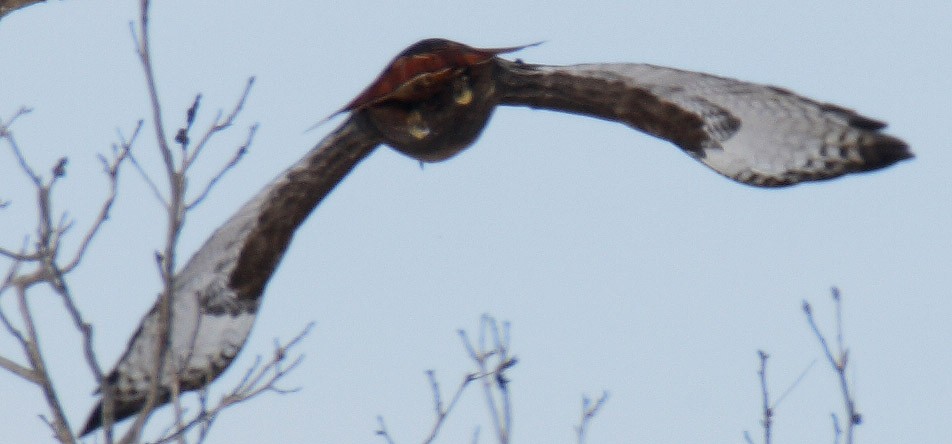 Red-tailed Hawk (calurus/abieticola) - ML532907661