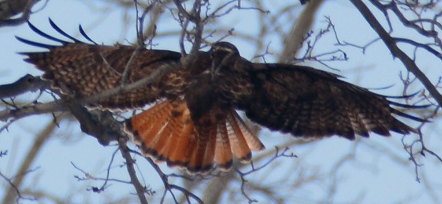 Red-tailed Hawk (calurus/abieticola) - ML532907681