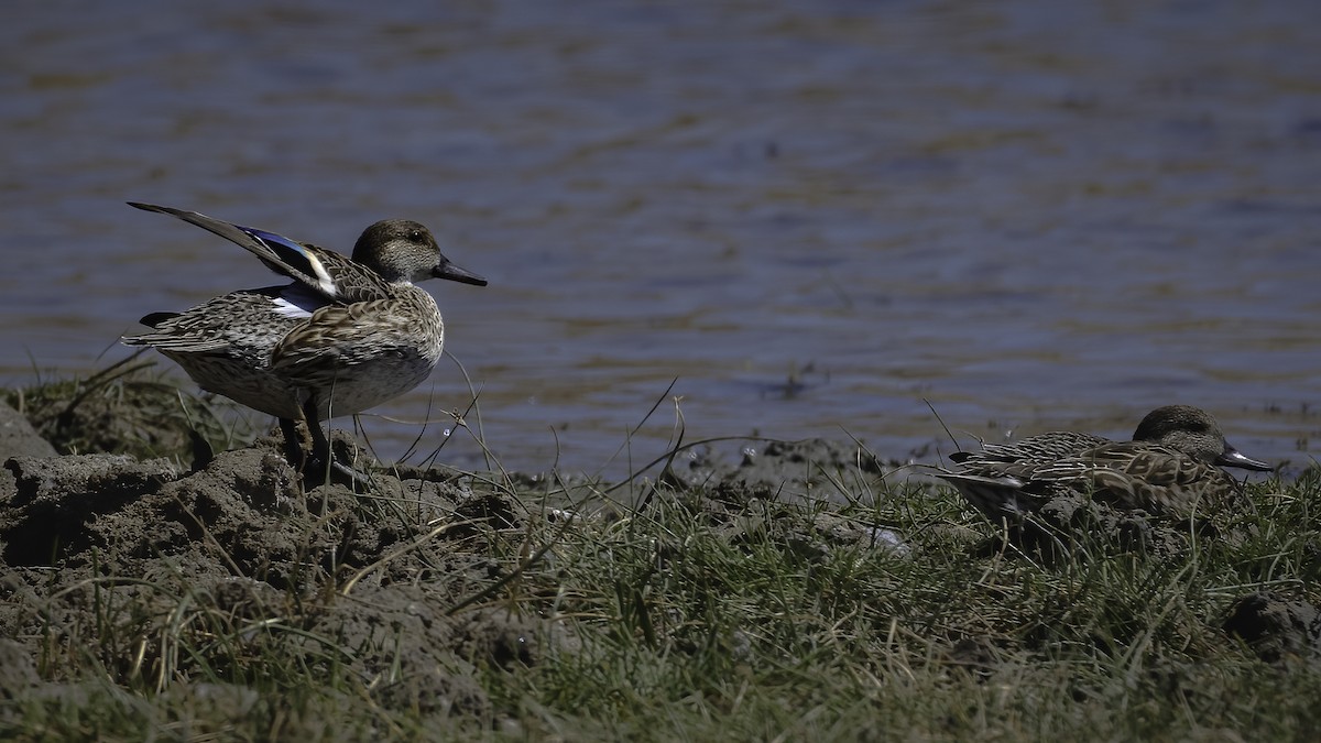 Green-winged Teal (Eurasian) - ML532907941