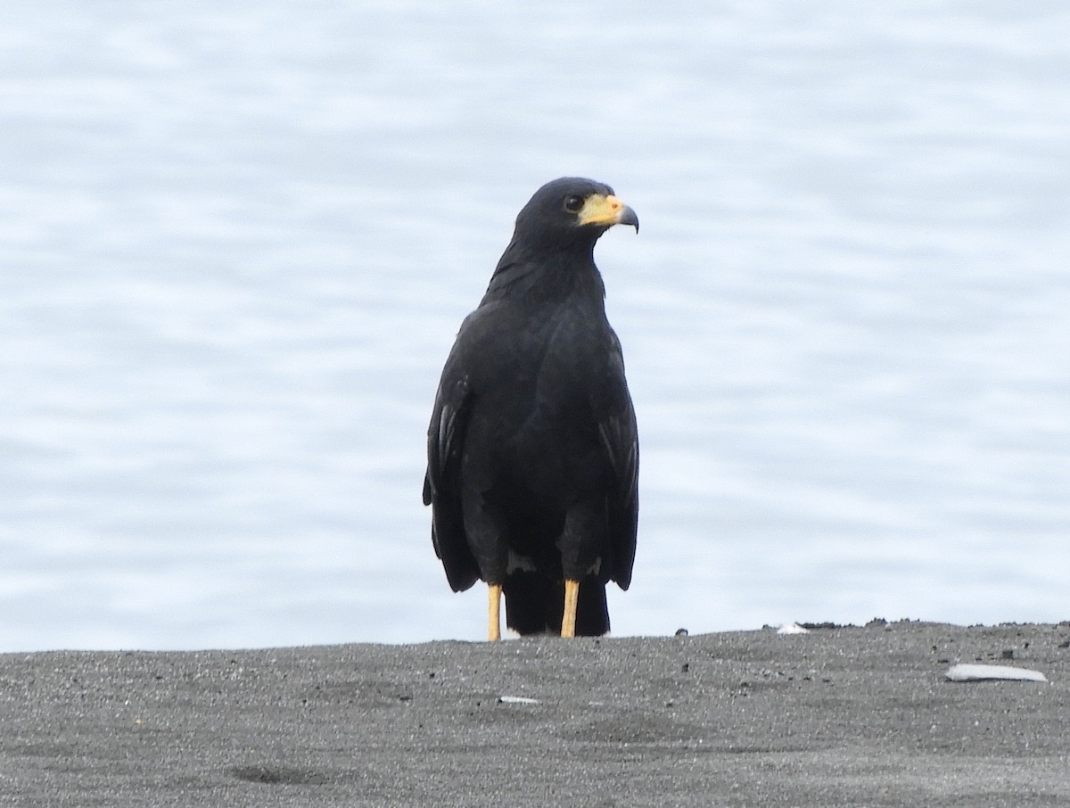 Common Black Hawk - ML532909681