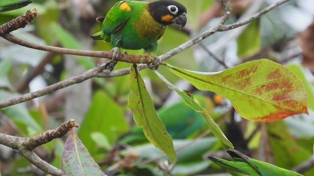 Orange-cheeked Parrot - ML532910011