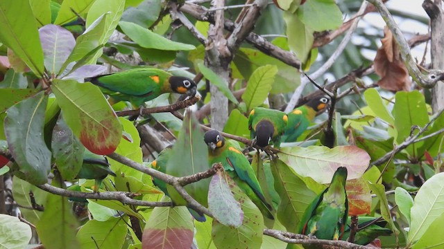 Orange-cheeked Parrot - ML532910021