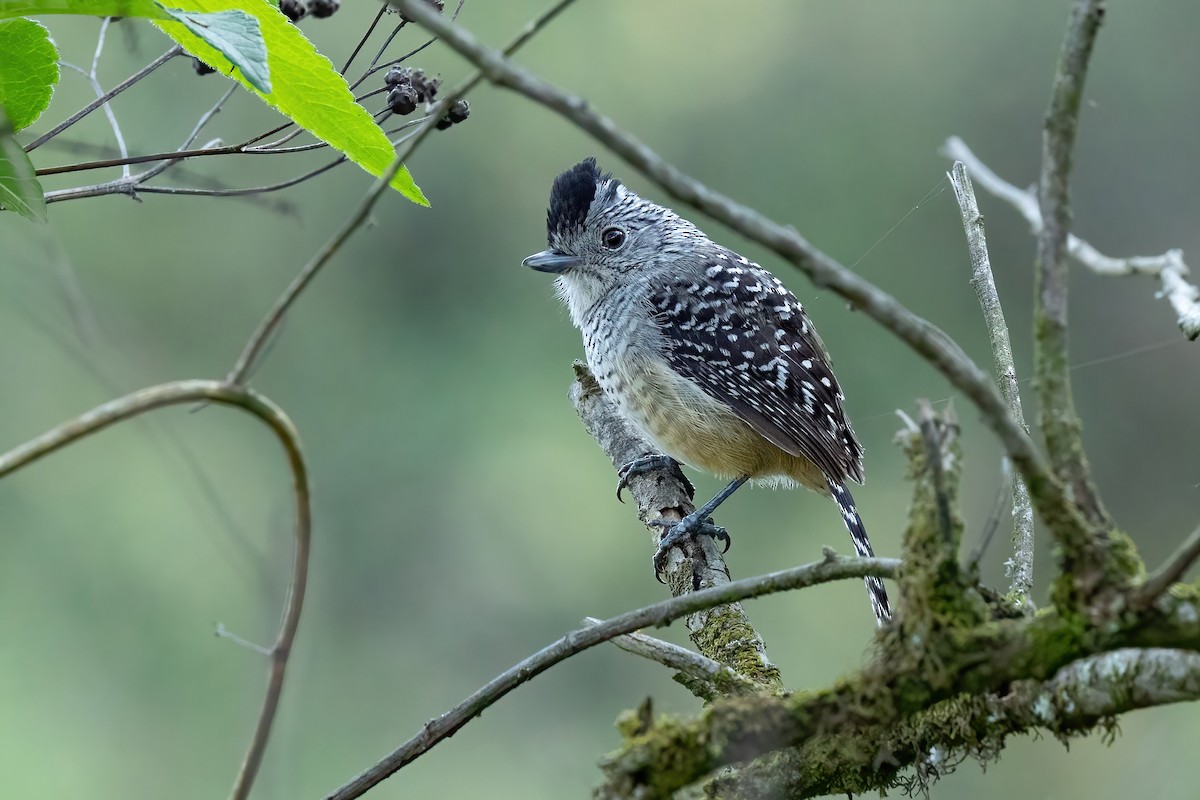 Chapman's Antshrike - Thibaud Aronson