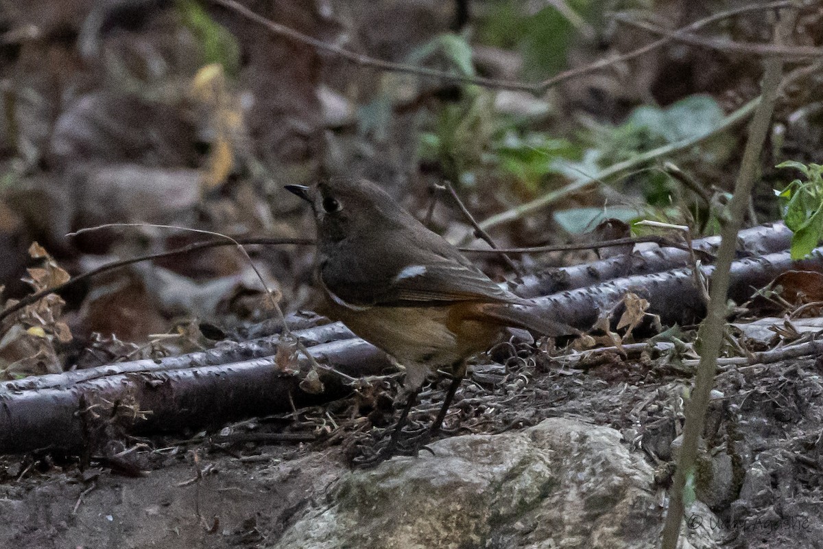 Daurian Redstart - ML532910501