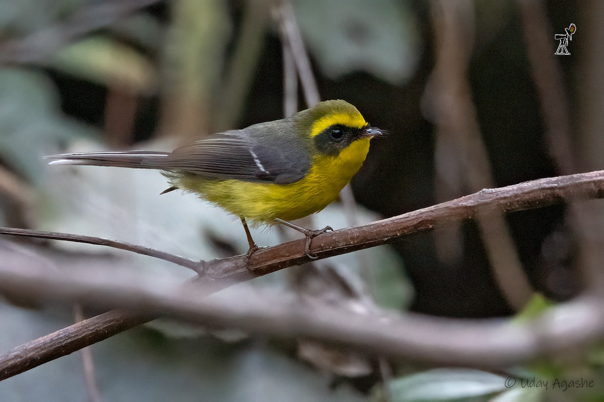 Yellow-bellied Fairy-Fantail - ML532912001