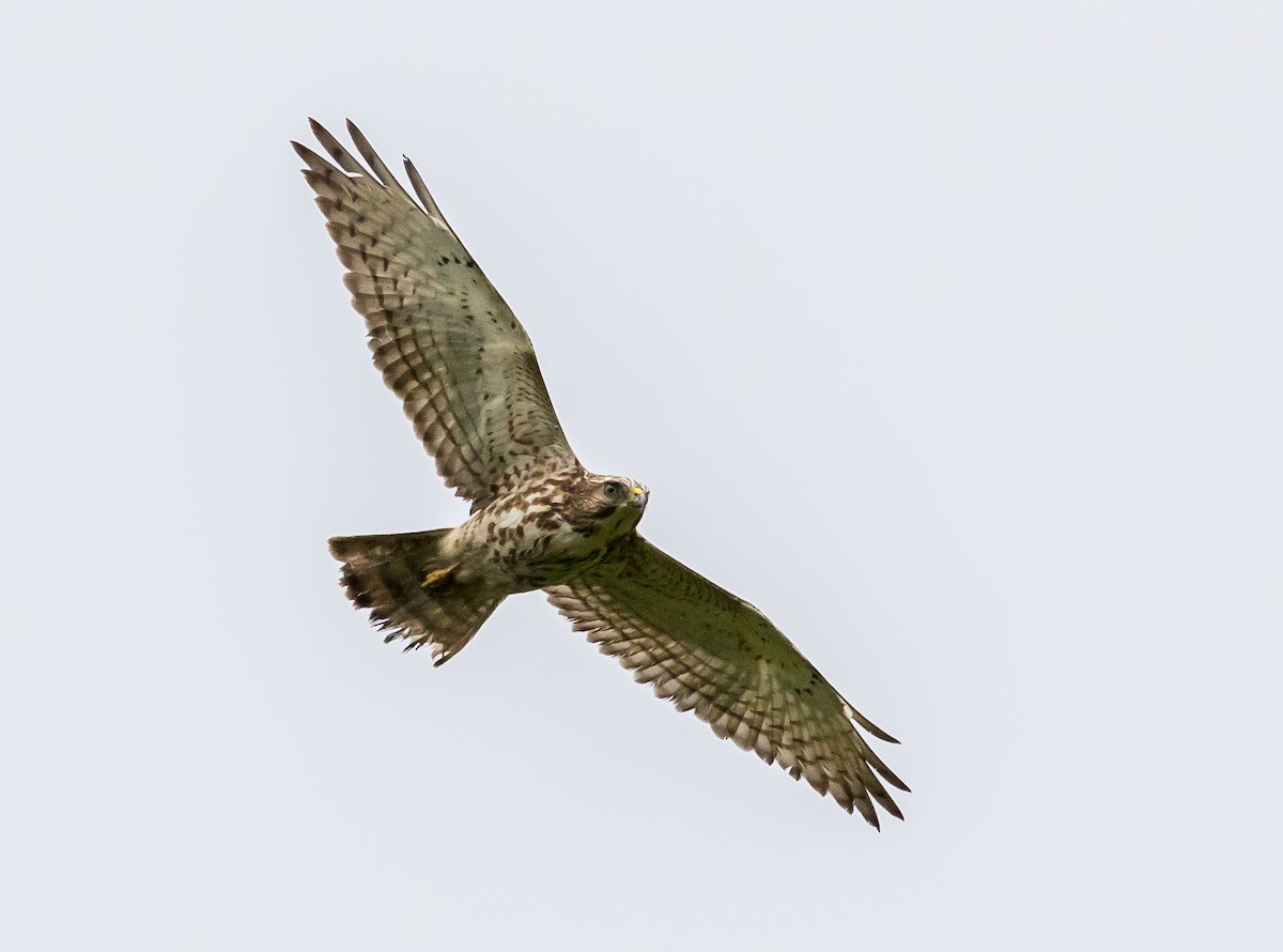 Broad-winged Hawk - Ian Burgess
