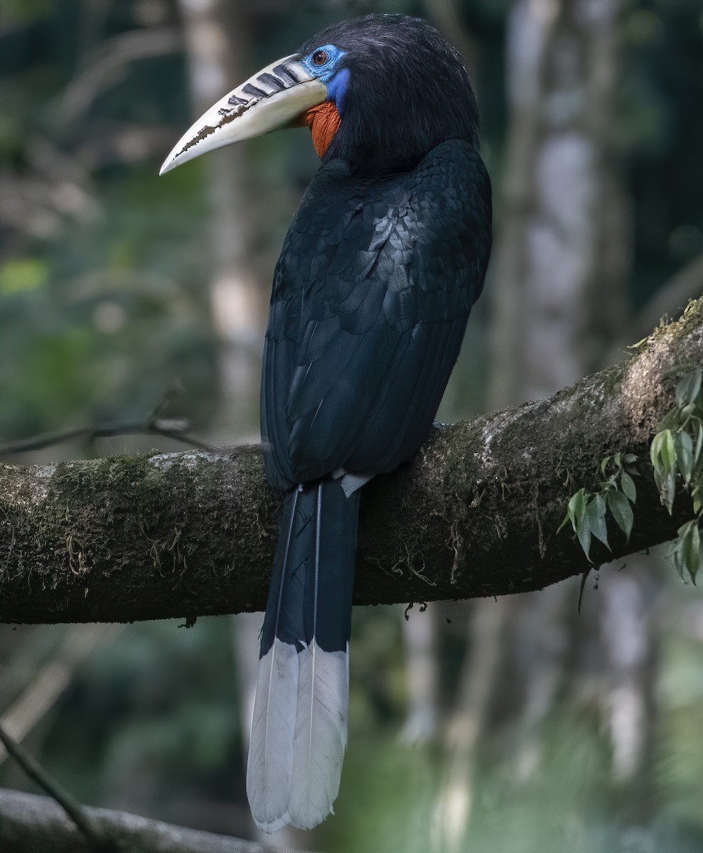 Rufous-necked Hornbill - ML532912431