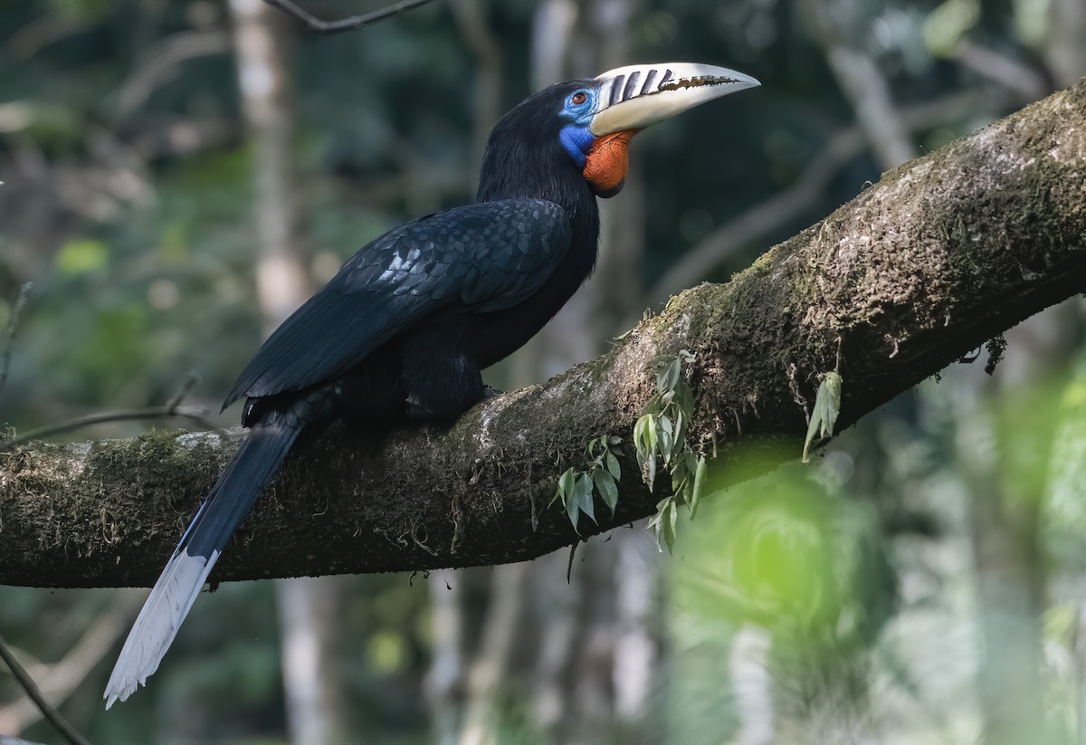 Rufous-necked Hornbill - ML532912451