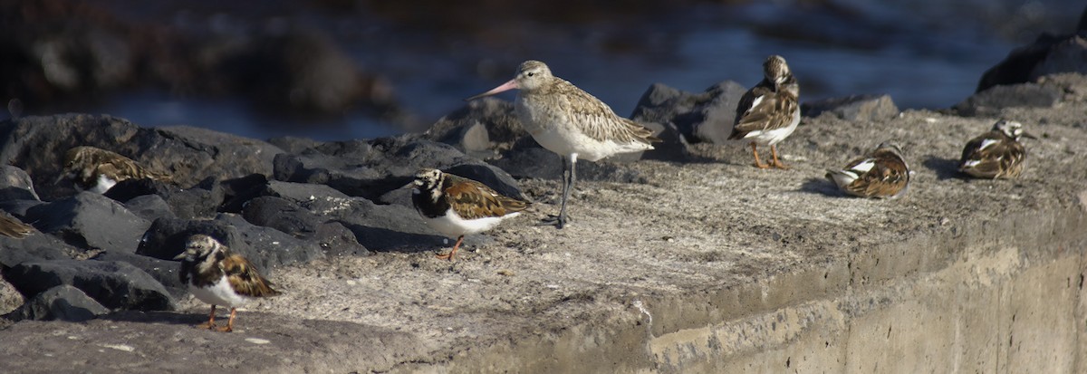 Bar-tailed Godwit - ML532912501