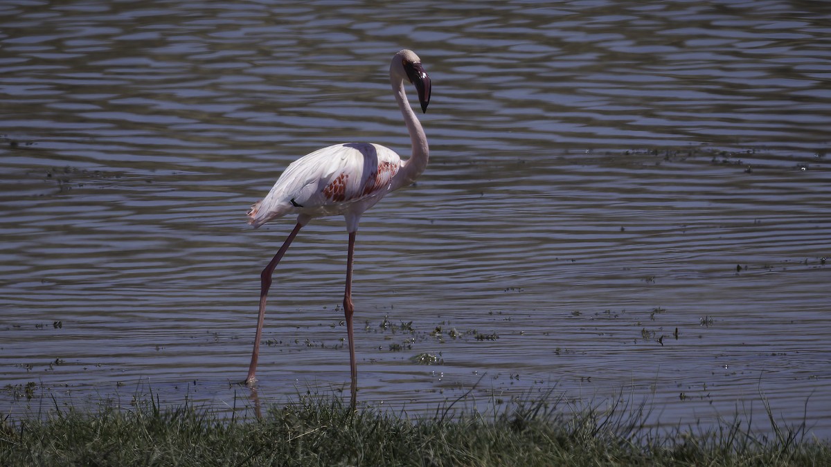 Lesser Flamingo - Markus Craig