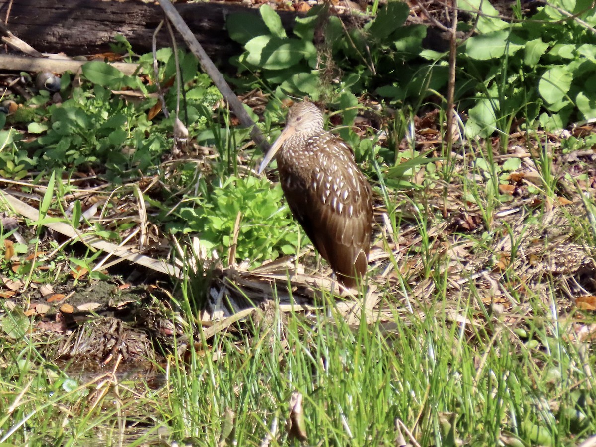 Limpkin - ML532913541