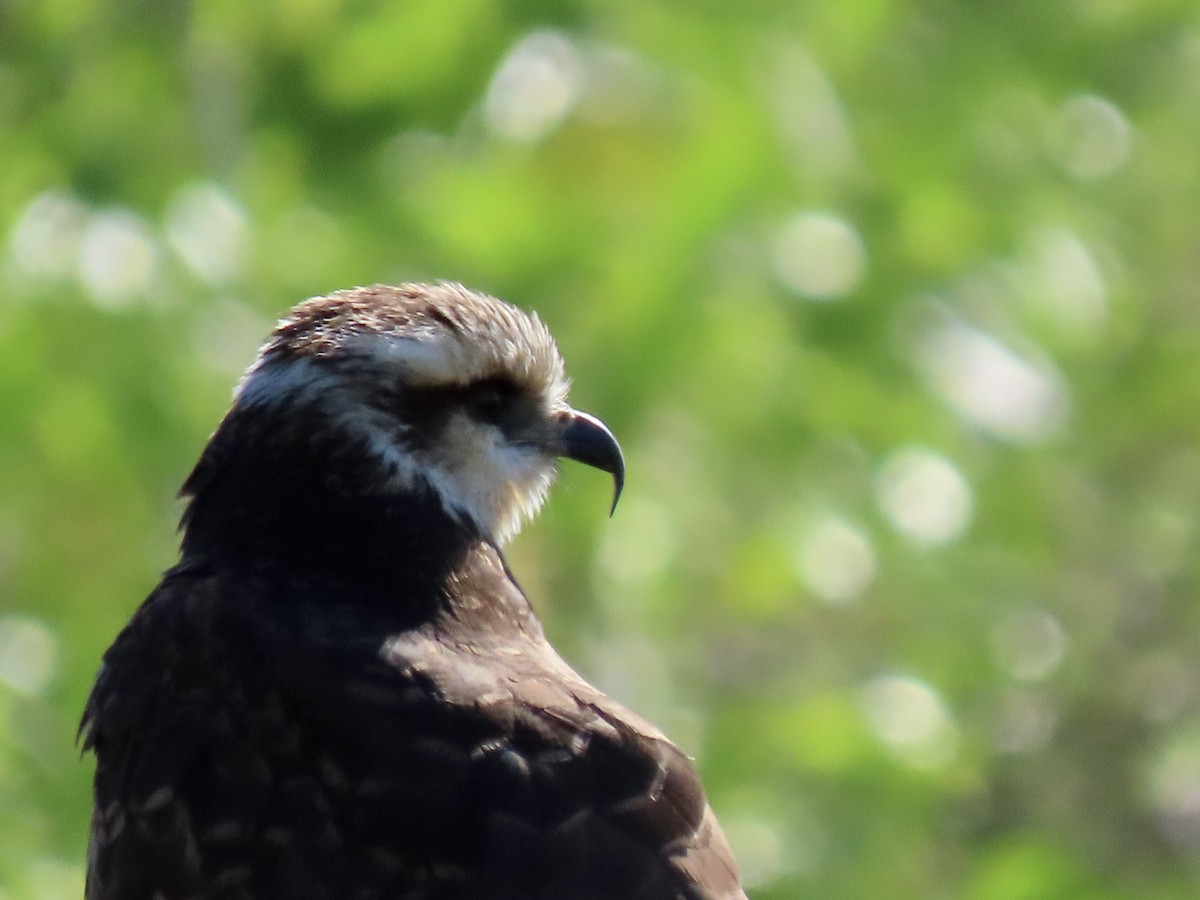 Snail Kite - ML532913561