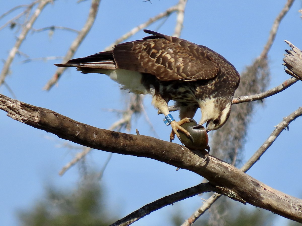 Snail Kite - ML532913571