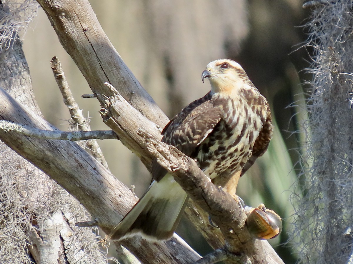 Snail Kite - ML532913581