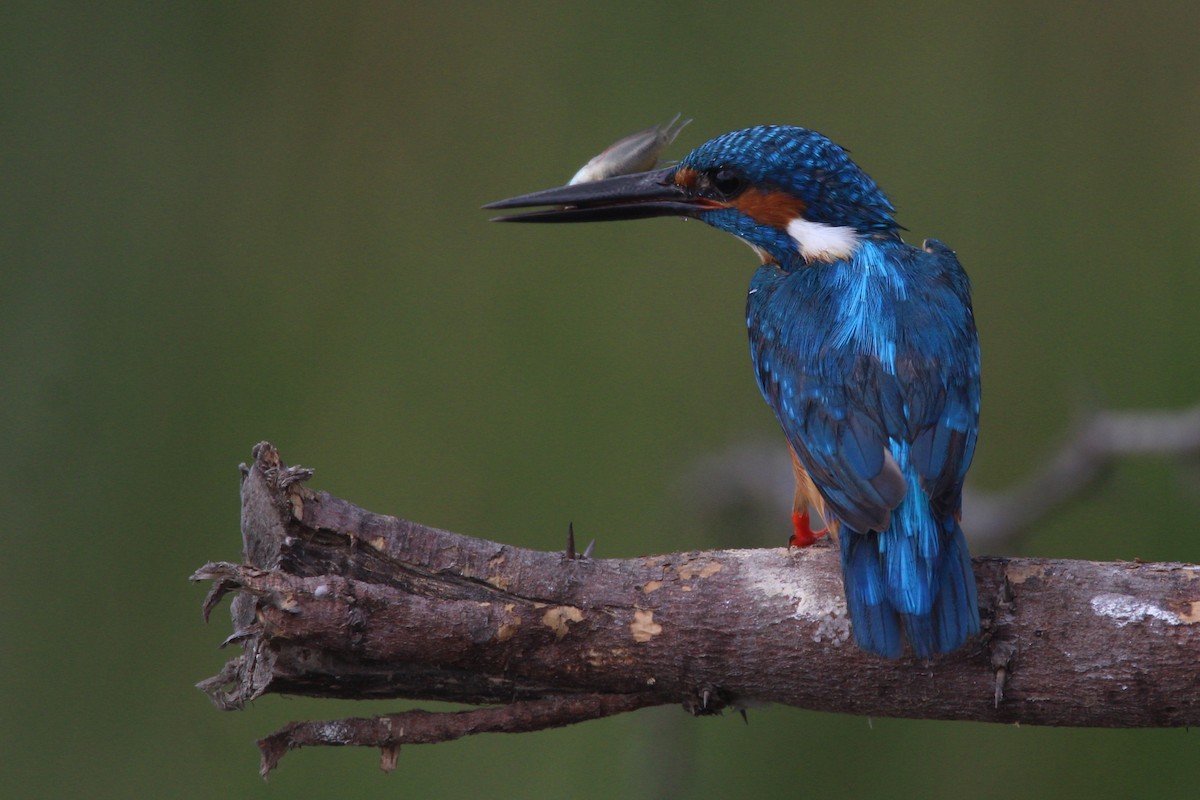 Common Kingfisher - Nalini Aravind