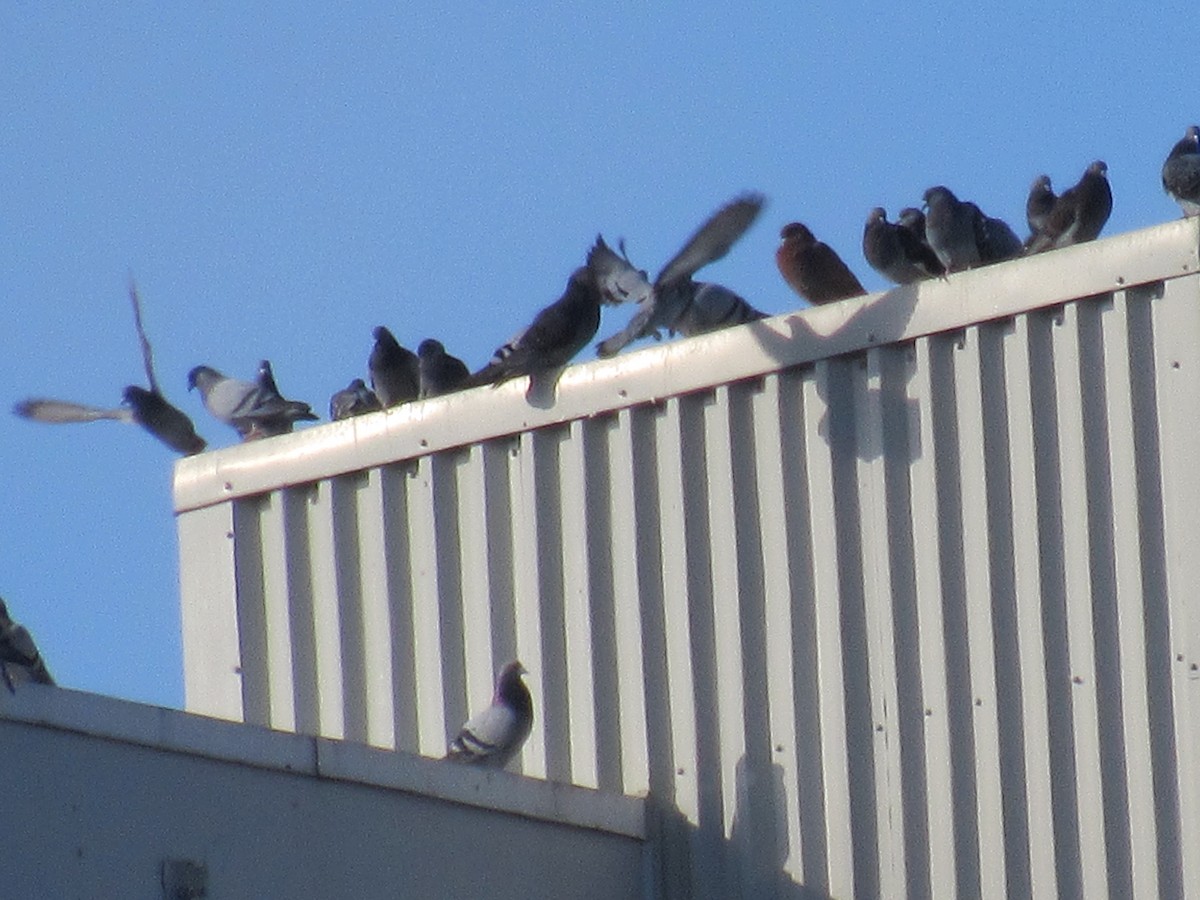 eBird Checklist - 6 Feb 2023 - Weber & Lincoln, Waterloo, ON, Canada ...