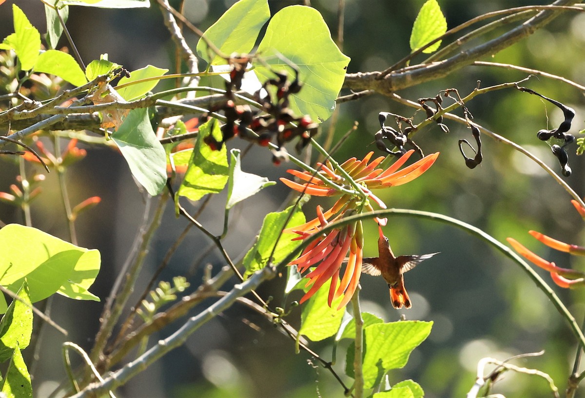 Tarçın Renkli Kolibri - ML532916351