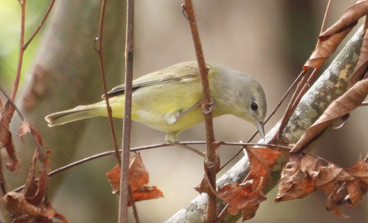 Orange-crowned Warbler - ML532916771