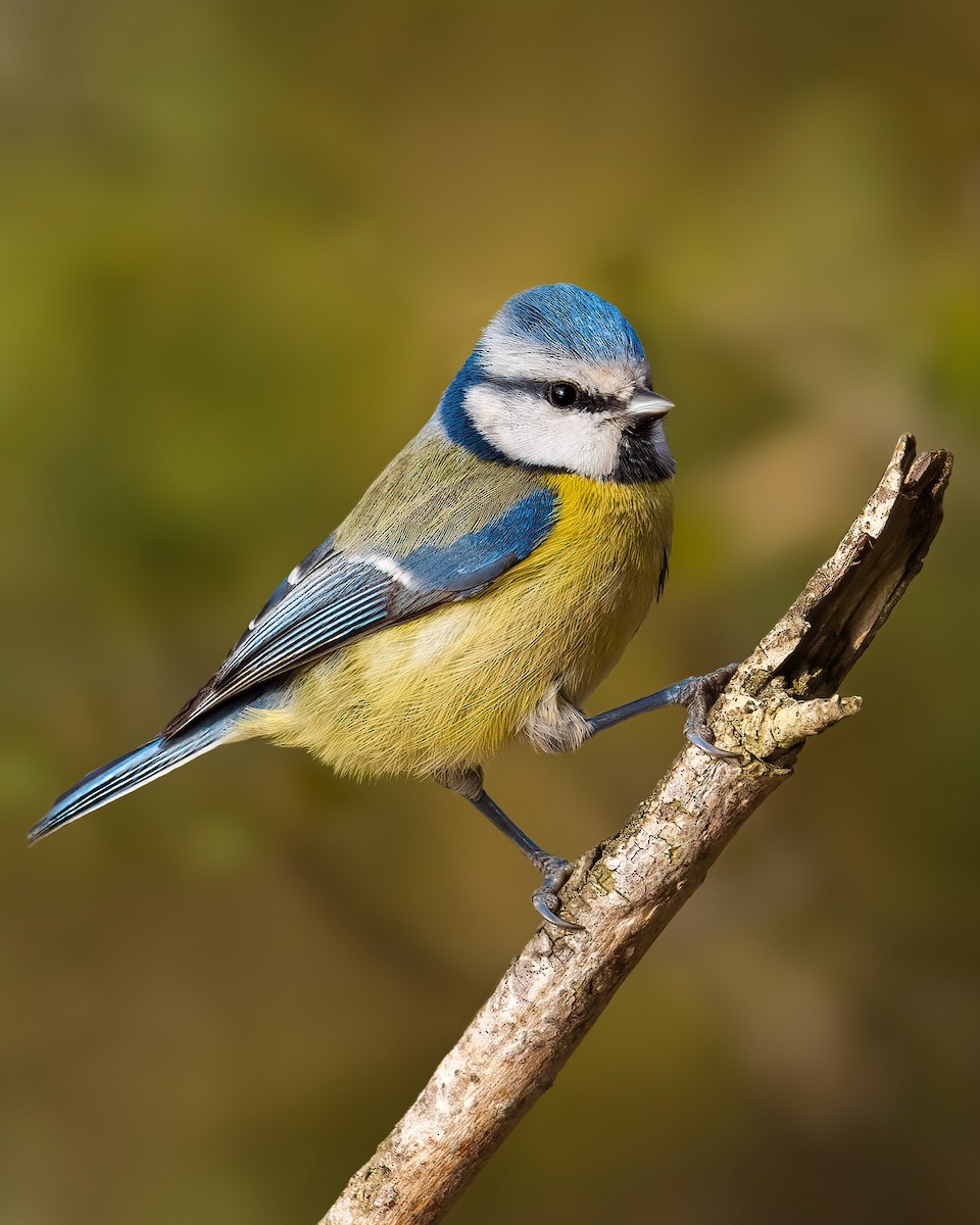 Eurasian Blue Tit - ML532916851