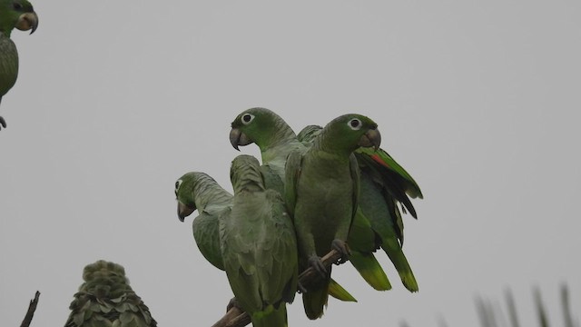 Mealy Amazon - ML532916911