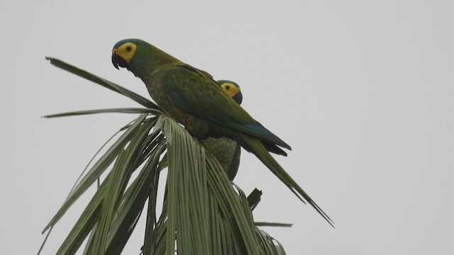 Red-bellied Macaw - ML532916971