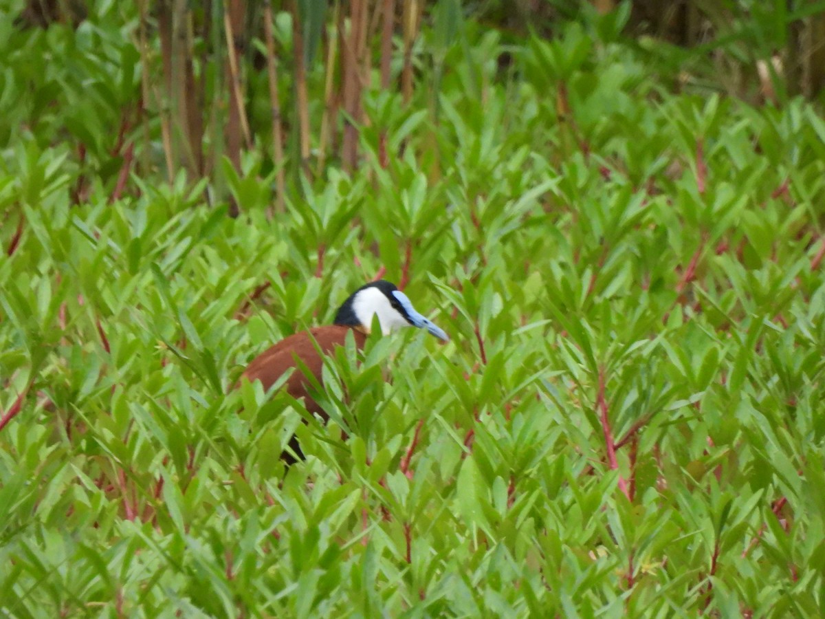 Jacana Africana - ML532917271