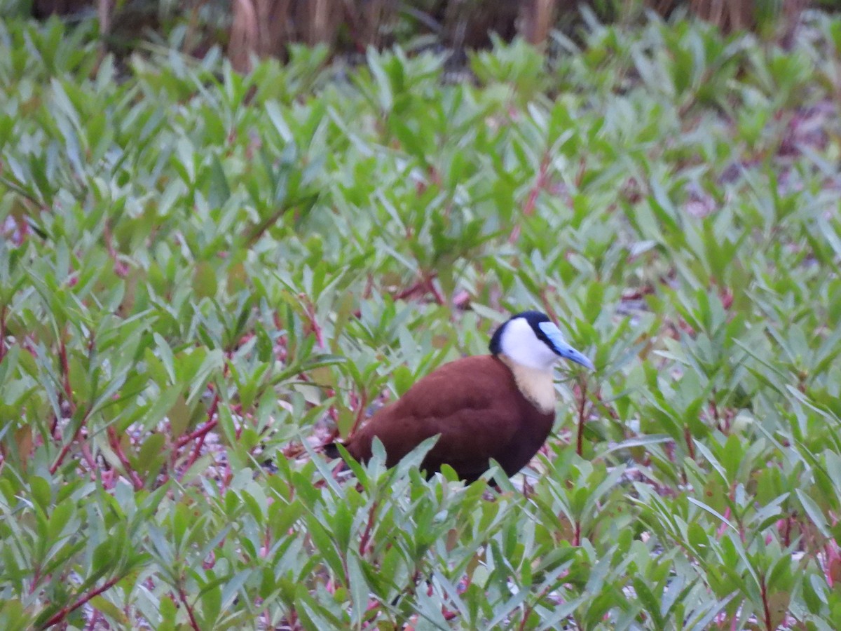 African Jacana - ML532917291