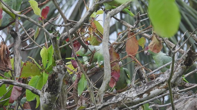 Yellow-crowned Parrot - ML532917701