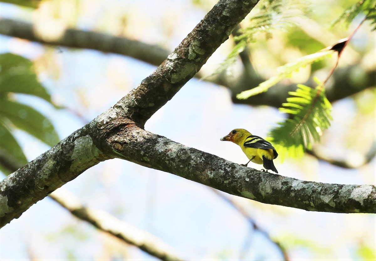 Western Tanager - ML532917921
