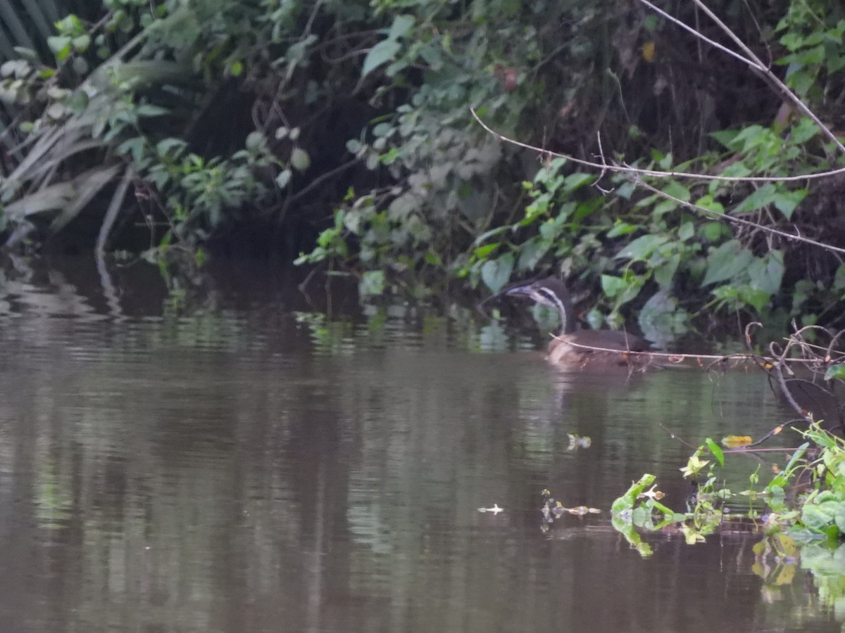 African Finfoot - ML532918171