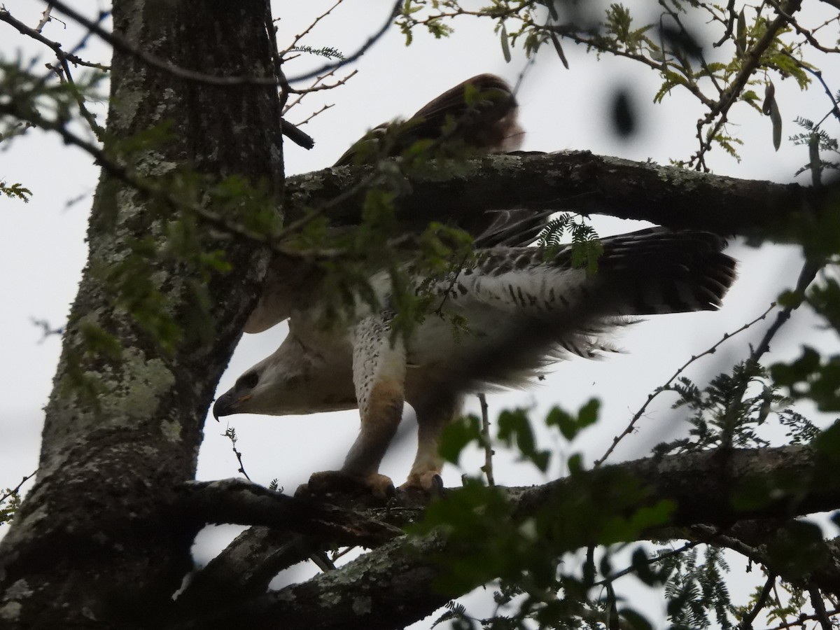 Crowned Eagle - ML532918211