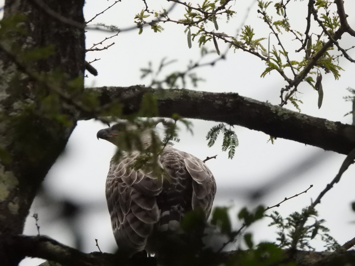 Crowned Eagle - ML532918231