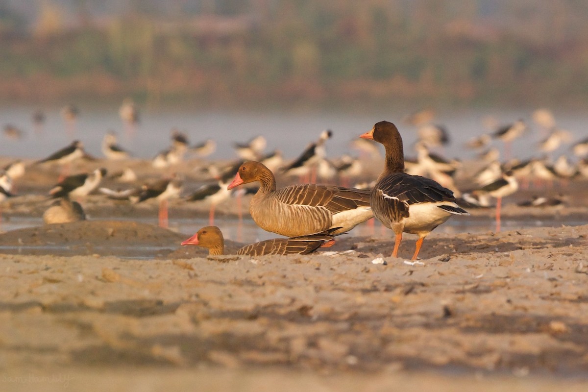 husa velká (ssp. rubrirostris) - ML532918731