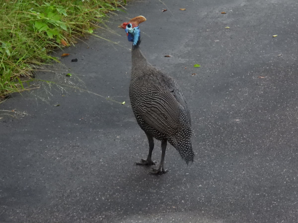 Helmeted Guineafowl - ML532919091