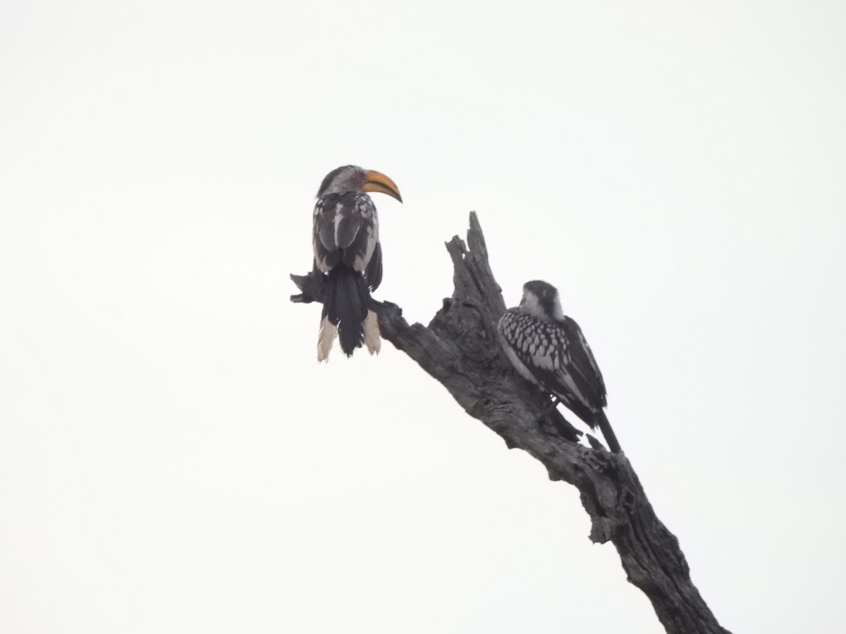 Southern Yellow-billed Hornbill - ML532919331