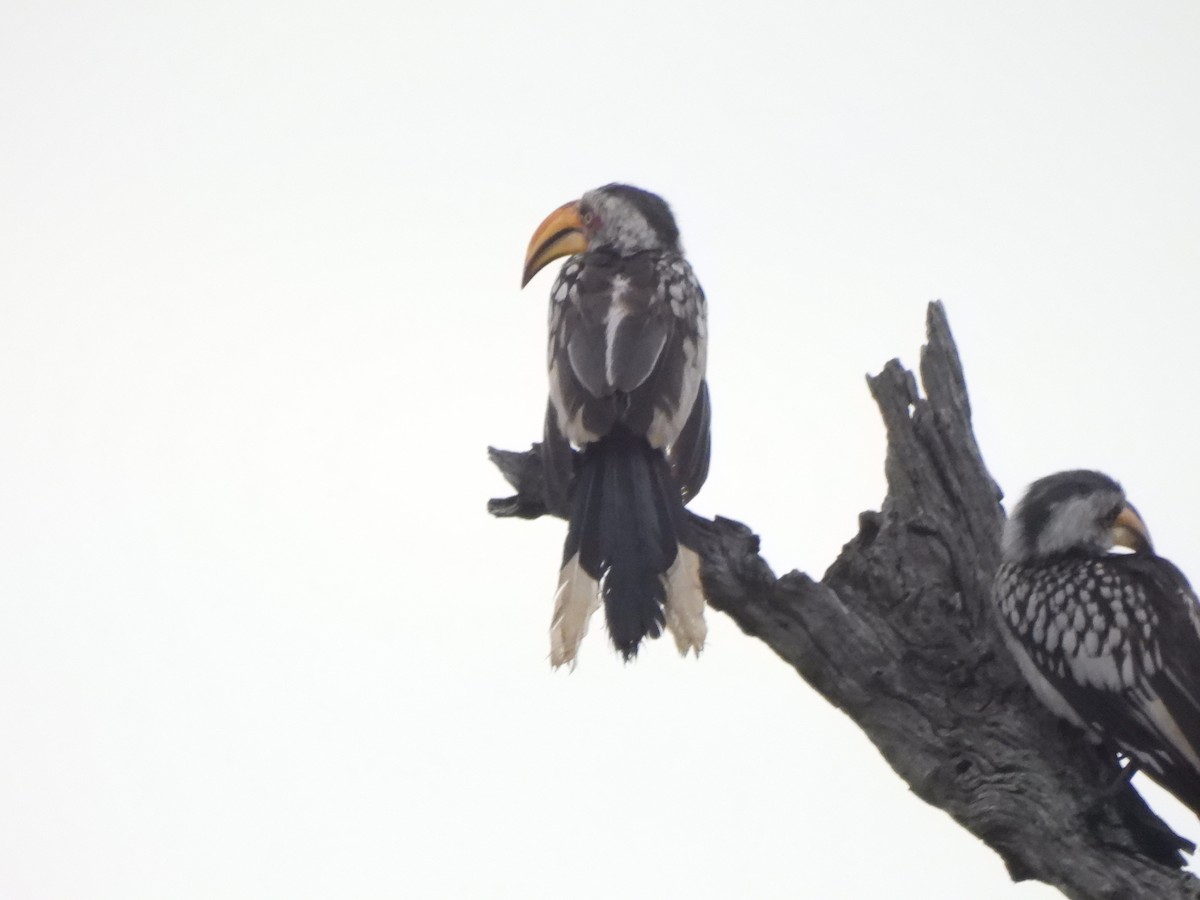 Southern Yellow-billed Hornbill - ML532919351