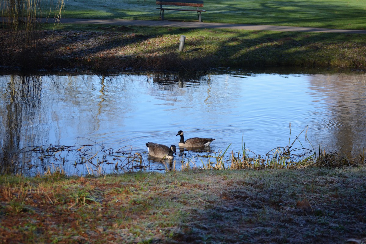 Canada Goose - ML532919871